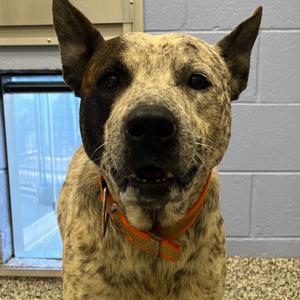 Brady, Terrier, American Pit Bull, adult, available for adoption