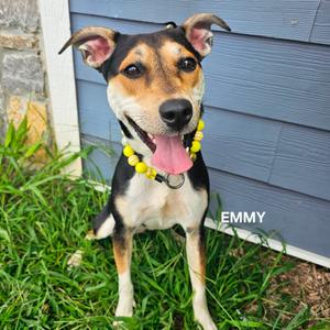 Monroe (Emmy), Terrier, adult, available for adoption