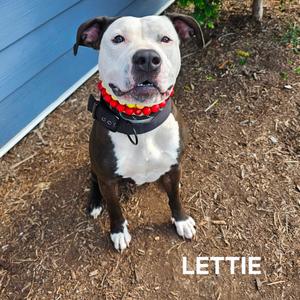 Lettie, Terrier, Pit Bull, adult, available for adoption