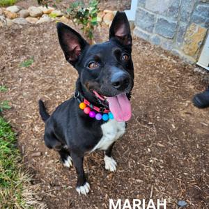 A black and white dog with a colorful collar sitting on a mulch-covered ground, looking up with its tongue out. The name "MARIAH" is written at the bottom of the image.