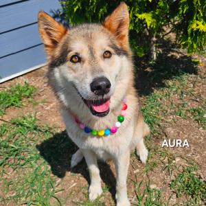 Aura, Husky, senior, available for adoption