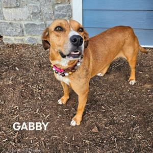 Gabby (Baby Girl), Mixed Breed (Medium), adult, available for adoption