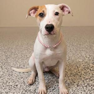 Rain, Bulldog, American, young, available for adoption