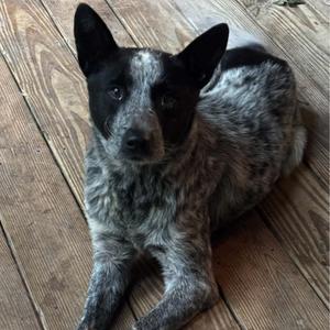 Bounce, Cattle Dog, Australian (Blue Heeler), senior, available for adoption