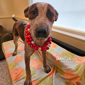Jameila, Cattle Dog, Australian (Red Heeler), young, available for adoption
