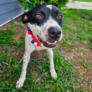 Lily (Mama), Terrier, adult, available for adoption