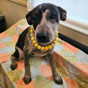 Billie, Cattle Dog, Australian (Red Heeler), young, available for adoption
