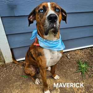 Maverick, Mixed Breed (Medium), adult, available for adoption
