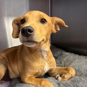 Django, Retriever, Labrador, puppy, available for adoption