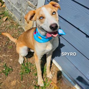 Spyro, Husky, adult, available for adoption