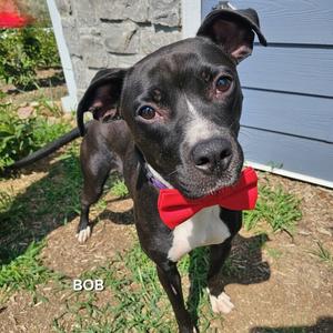 Bob, Boxer, adult, available for adoption