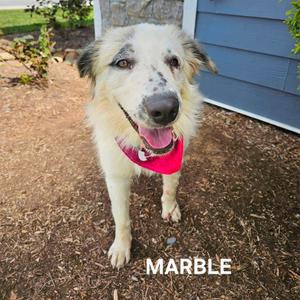 Marble, Pyrenees, Great, adult, available for adoption