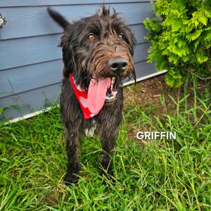 Griffin, Retriever, Black Labrador, adult, available for adoption
