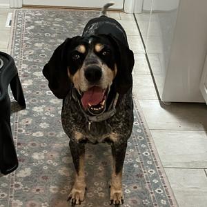 Fiona, Coonhound, Bluetick, senior, available for adoption