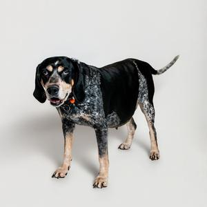 Fiona, Coonhound, Bluetick, senior, available for adoption