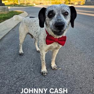 A dog with a red bowtie standing on a sidewalk