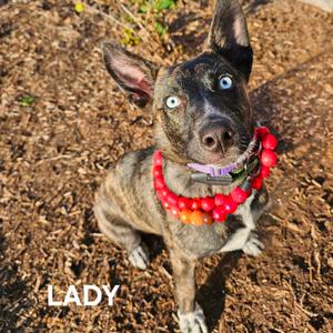 Lady, Husky, young, available for adoption