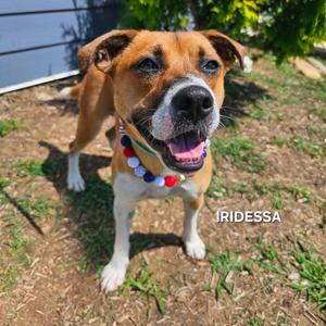 Iridessa, Shepherd, adult, available for adoption