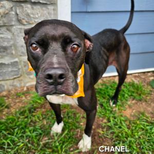 Chanel, Bulldog, American, adult, available for adoption