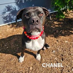 Chanel, Bulldog, American, adult, available for adoption