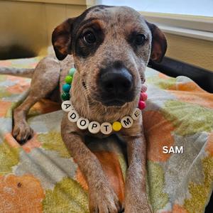 Sam, Cattle Dog, Australian (Red Heeler), young, available for adoption