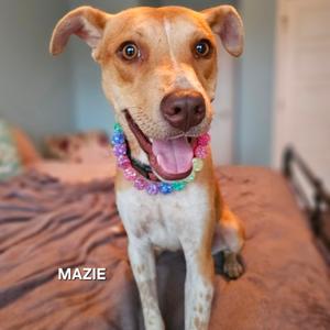 Mazie, Mixed Breed (Medium), young, available for adoption