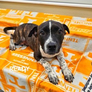 Ready, Mixed Breed (Medium), puppy, available for adoption