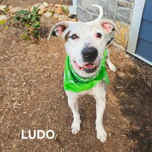 A white dog with a green bandana standing on a dirt ground, looking at the camera.