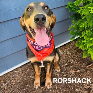 Rorshack, Coonhound, Bluetick, young, available for adoption