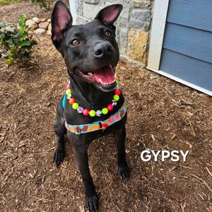 Gypsy, Terrier, Pit Bull, senior, available for adoption