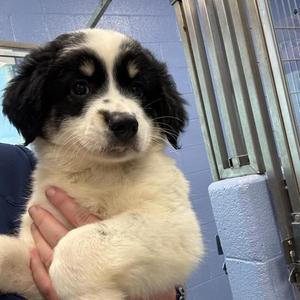 Olaf, Shepherd, Australian, puppy, available for adoption