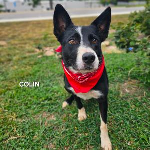 Collin, Collie, Border, adult, available for adoption