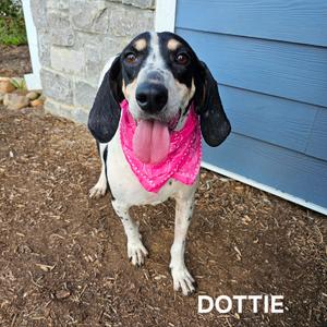 Dottie, Hound, adult, available for adoption