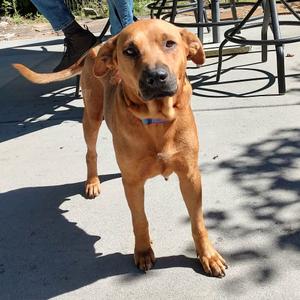 Cookie, Mixed Breed (Medium), senior, available for adoption