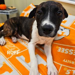 Ruff, Mixed Breed (Medium), puppy, available for adoption
