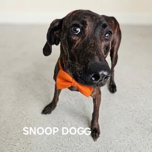 Snoop Dogg, Hound, Plott, adult, available for adoption