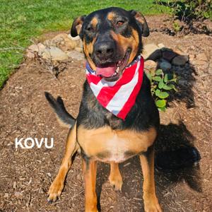 Kovu, Shepherd, German, senior, available for adoption