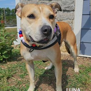 Luna, Terrier, adult, available for adoption