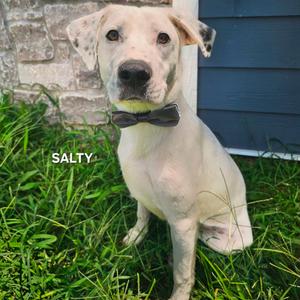Salty, Dalmatian, adult, available for adoption