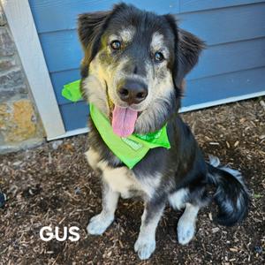 Gus, Husky, adult, available for adoption