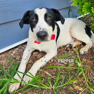 Pepper, Dalmatian, adult, available for adoption
