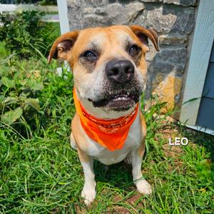 Leo, Mixed Breed (Medium), adult, available for adoption