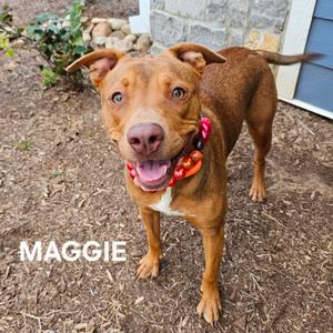 Maggie, Terrier, American Pit Bull, adult, available for adoption