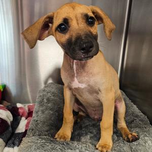 Lincoln, Great Dane, puppy, available for adoption