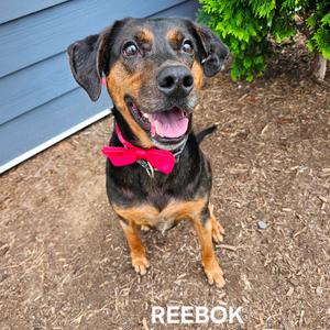 Reebok(Halas), Hound, senior, available for adoption