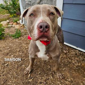 Samson, Terrier, American Pit Bull, adult, available for adoption