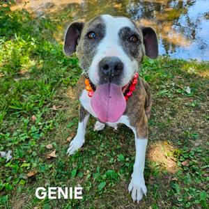Genie, Terrier, Pit Bull, adult, available for adoption