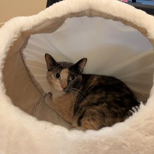Bunny, senior, available for adoption