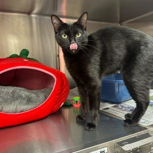 Diamond, adult, available for adoption