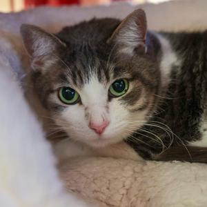 Inja, senior, available for adoption